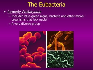 The Eubacteria formerly  Prokaryotae Included blue-green algae, bacteria and other micro-organisms that lack nuclei A very diverse group 
