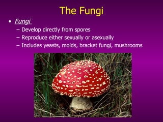The Fungi Fungi  Develop directly from spores Reproduce either sexually or asexually Includes yeasts, molds, bracket fungi, mushrooms 