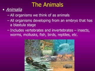 The Animals Animalia   All organisms we think of as animals All organisms developing from an embryo that has a blastula stage Includes vertebrates and invertebrates – insects, worms, mollusks, fish, birds, reptiles, etc. 