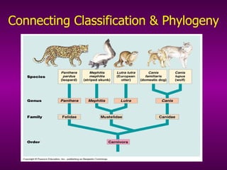 Connecting Classification & Phylogeny 