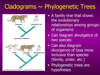 Cladograms ~ Phylogenetic Trees A family tree that shows the evolutionary relationships among groups of organisms Can diagram divurgence of two species Can also diagram divurgence of taxa more inclusive than species (family, order, etc.) Phylogenetic trees are hypotheses 
