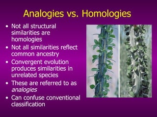 Analogies vs. Homologies Not all structural similarities are homologies Not all similarities reflect common ancestry Convergent evolution produces similarities in unrelated species These are referred to as  analogies Can confuse conventional classification 
