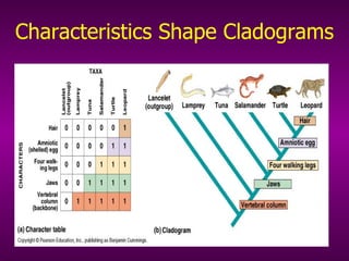 Characteristics Shape Cladograms 