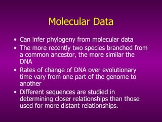 Molecular Data Can infer phylogeny from molecular data The more recently two species branched from a common ancestor, the more similar the DNA Rates of change of DNA over evolutionary time vary from one part of the genome to another Different sequences are studied in determining closer relationships than those used for more distant relationships. 