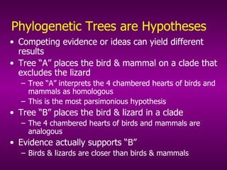 Phylogenetic Trees are Hypotheses Competing evidence or ideas can yield different results Tree “A” places the bird & mammal on a clade that excludes the lizard Tree “A” interprets the 4 chambered hearts of birds and mammals as homologous This is the most parsimonious hypothesis Tree “B” places the bird & lizard in a clade The 4 chambered hearts of birds and mammals are analogous Evidence actually supports “B” Birds & lizards are closer than birds & mammals 