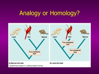 Analogy or Homology? 