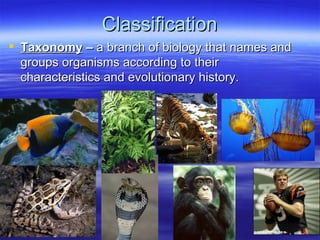 Classification Notes | PPT