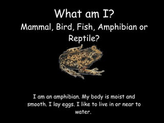 What am I? Mammal, Bird, Fish, Amphibian or Reptile? I am an amphibian. My body is moist and smooth. I lay eggs. I like to...