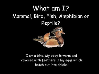 What am I? Mammal, Bird, Fish, Amphibian or Reptile? I am a bird. My body is warm and covered with feathers. I lay eggs wh...