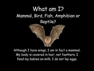 What am I? Mammal, Bird, Fish, Amphibian or Reptile? Although I have wings, I am in fact a mammal. My body is covered in h...