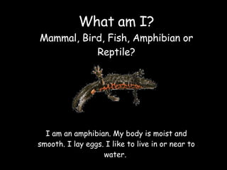 I am an amphibian. My body is moist and smooth. I lay eggs. I like to live in or near to water.  What am I? Mammal, Bird, ...