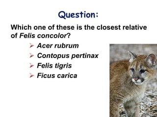 Question:
Which one of these is the closest relative
of Felis concolor?
       Acer rubrum
       Contopus pertinax
       Felis tigris
       Ficus carica
 