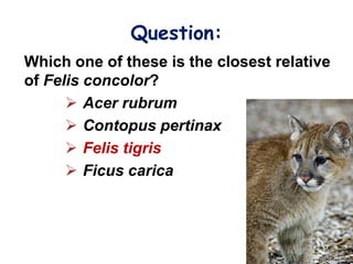 Question:
Which one of these is the closest relative
of Felis concolor?
       Acer rubrum
       Contopus pertinax
       Felis tigris
       Ficus carica
 