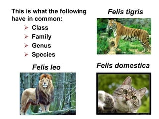 This is what the following      Felis tigris
have in common:
     Class
     Family
     Genus
     Species

       Felis leo             Felis domestica
 