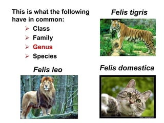 This is what the following      Felis tigris
have in common:
     Class
     Family
     Genus
     Species

       Felis leo             Felis domestica
 