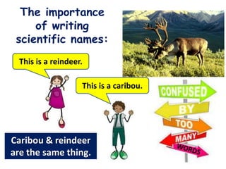 The importance
     of writing
 scientific names:
  This is a reindeer.

                    This is a caribou.




Caribou & reindeer
are the same thing.
 