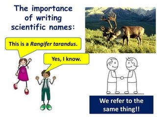 The importance
    of writing
scientific names:

This is a Rangifer tarandus.

                 Yes, I know.




                                We refer to the
                                 same thing!!
 