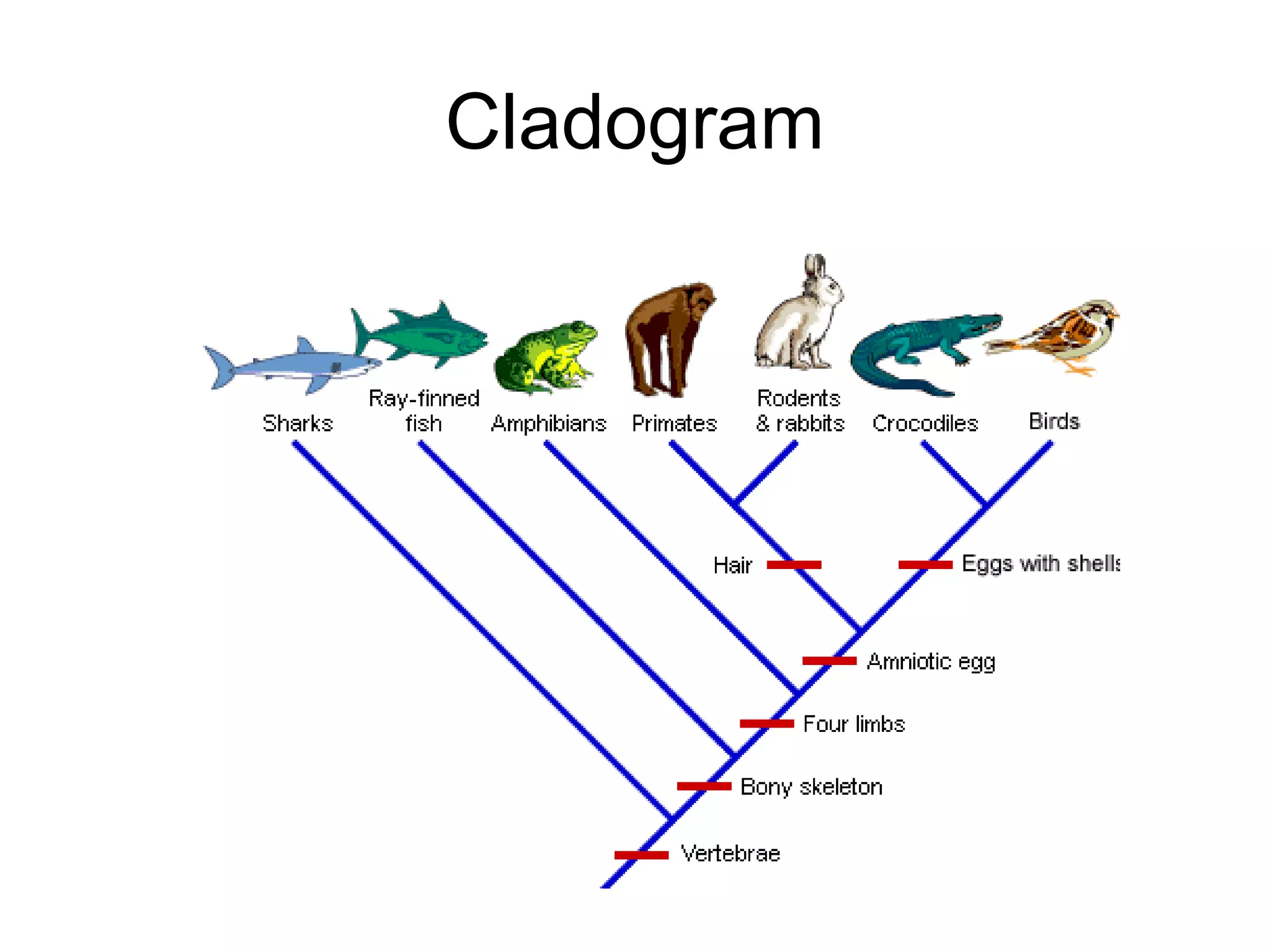 Cladogram
 