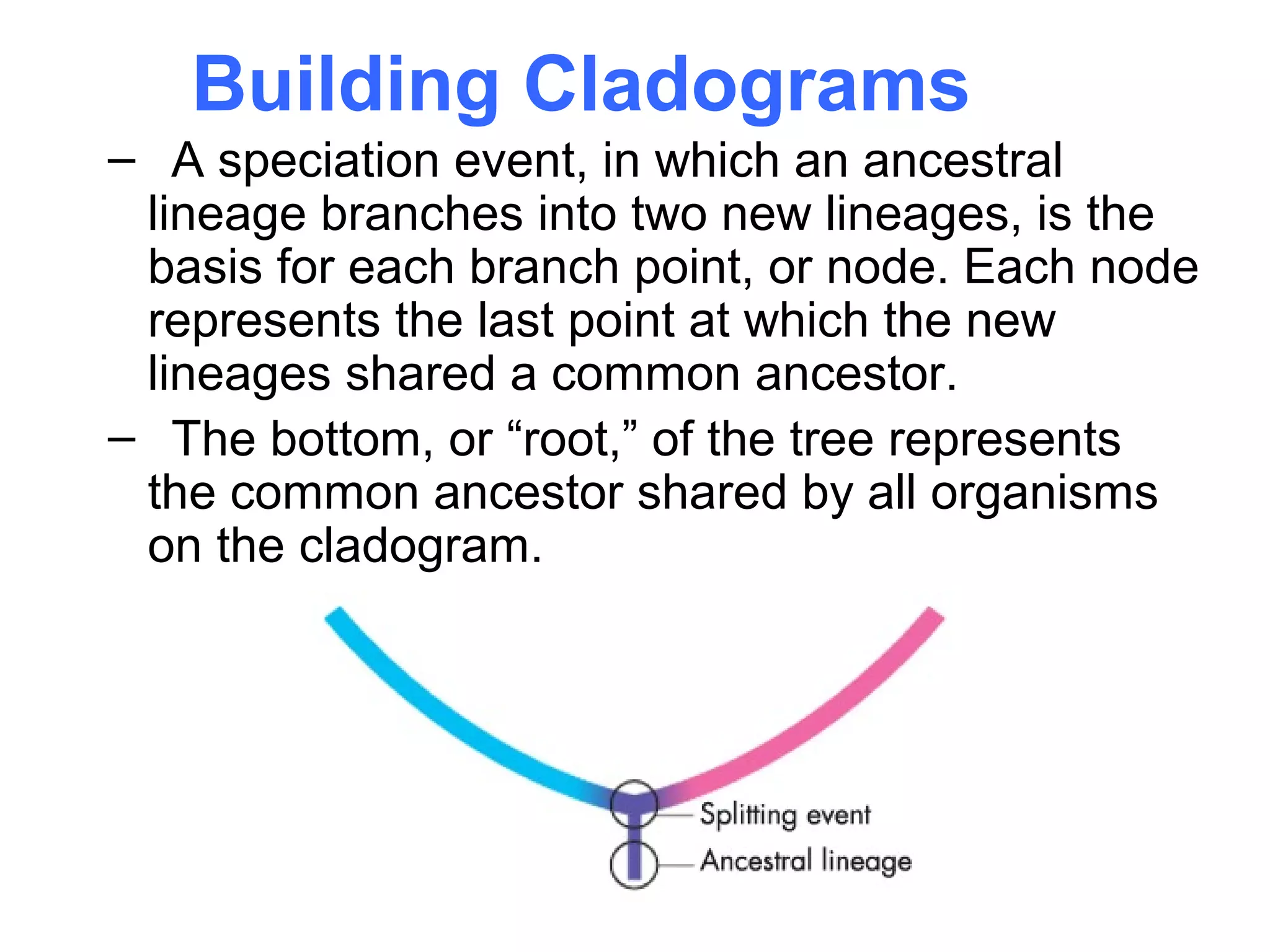 Building Cladograms
– A speciation event, in which an ancestral
 lineage branches into two new lineages, is the
 basis for each branch point, or node. Each node
 represents the last point at which the new
 lineages shared a common ancestor.
– The bottom, or “root,” of the tree represents
 the common ancestor shared by all organisms
 on the cladogram.
 