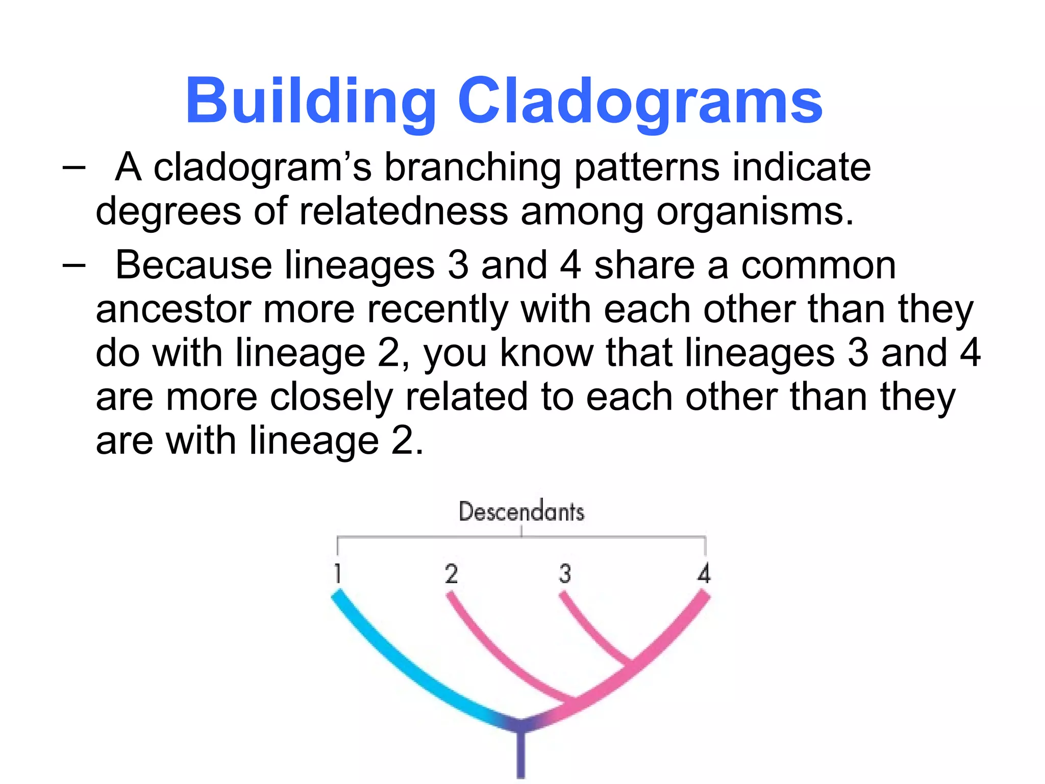 Building Cladograms
– A cladogram’s branching patterns indicate
 degrees of relatedness among organisms.
– Because lineages 3 and 4 share a common
 ancestor more recently with each other than they
 do with lineage 2, you know that lineages 3 and 4
 are more closely related to each other than they
 are with lineage 2.
 