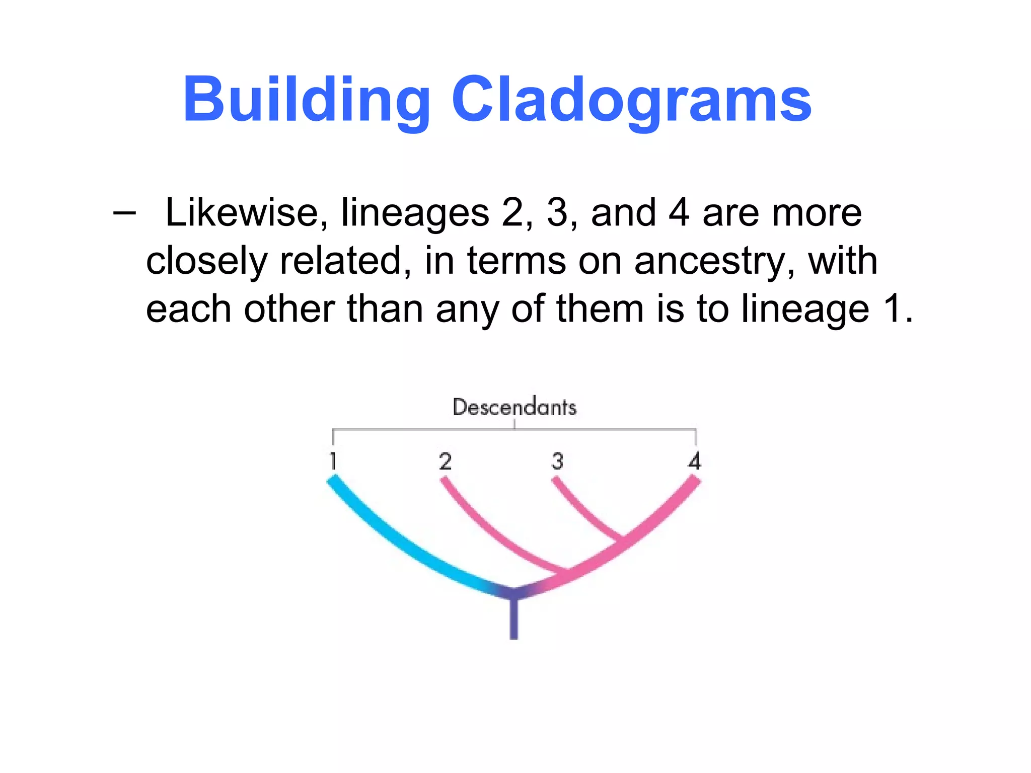 Building Cladograms
– Likewise, lineages 2, 3, and 4 are more
 closely related, in terms on ancestry, with
 each other than any of them is to lineage 1.
 