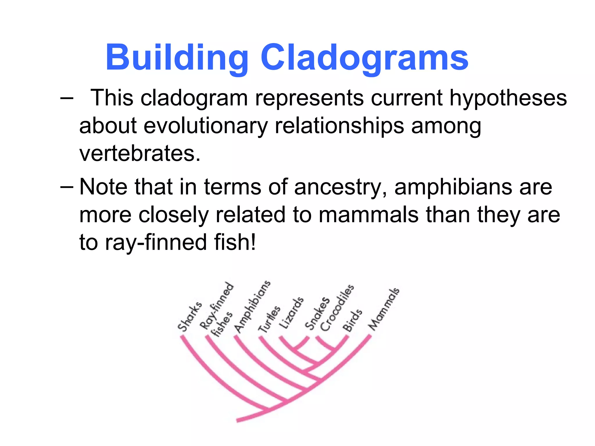 Building Cladograms
– This cladogram represents current hypotheses
  about evolutionary relationships among
  vertebrates.
– Note that in terms of ancestry, amphibians are
  more closely related to mammals than they are
  to ray-finned fish!
 