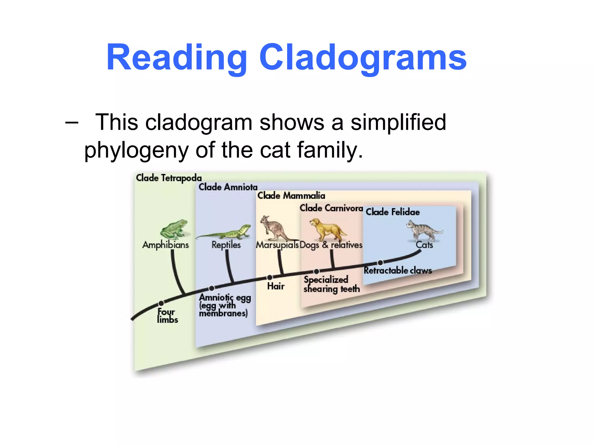 Reading Cladograms
– This cladogram shows a simplified
 phylogeny of the cat family.
 