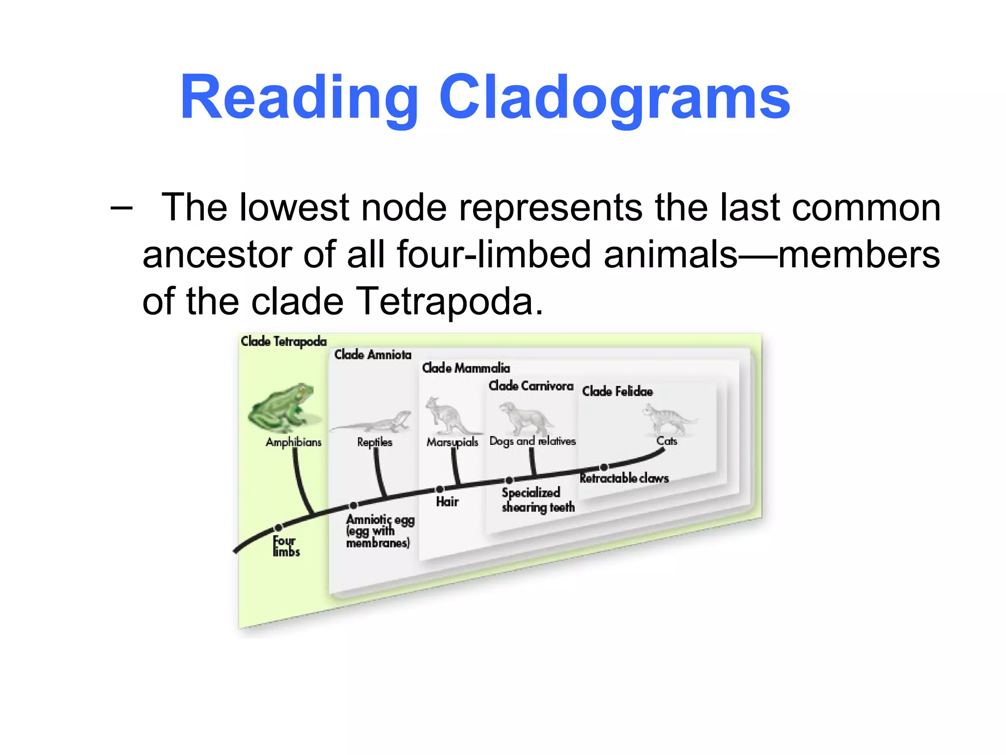 Reading Cladograms
– The lowest node represents the last common
 ancestor of all four-limbed animals—members
 of the clade Tetrapoda.
 