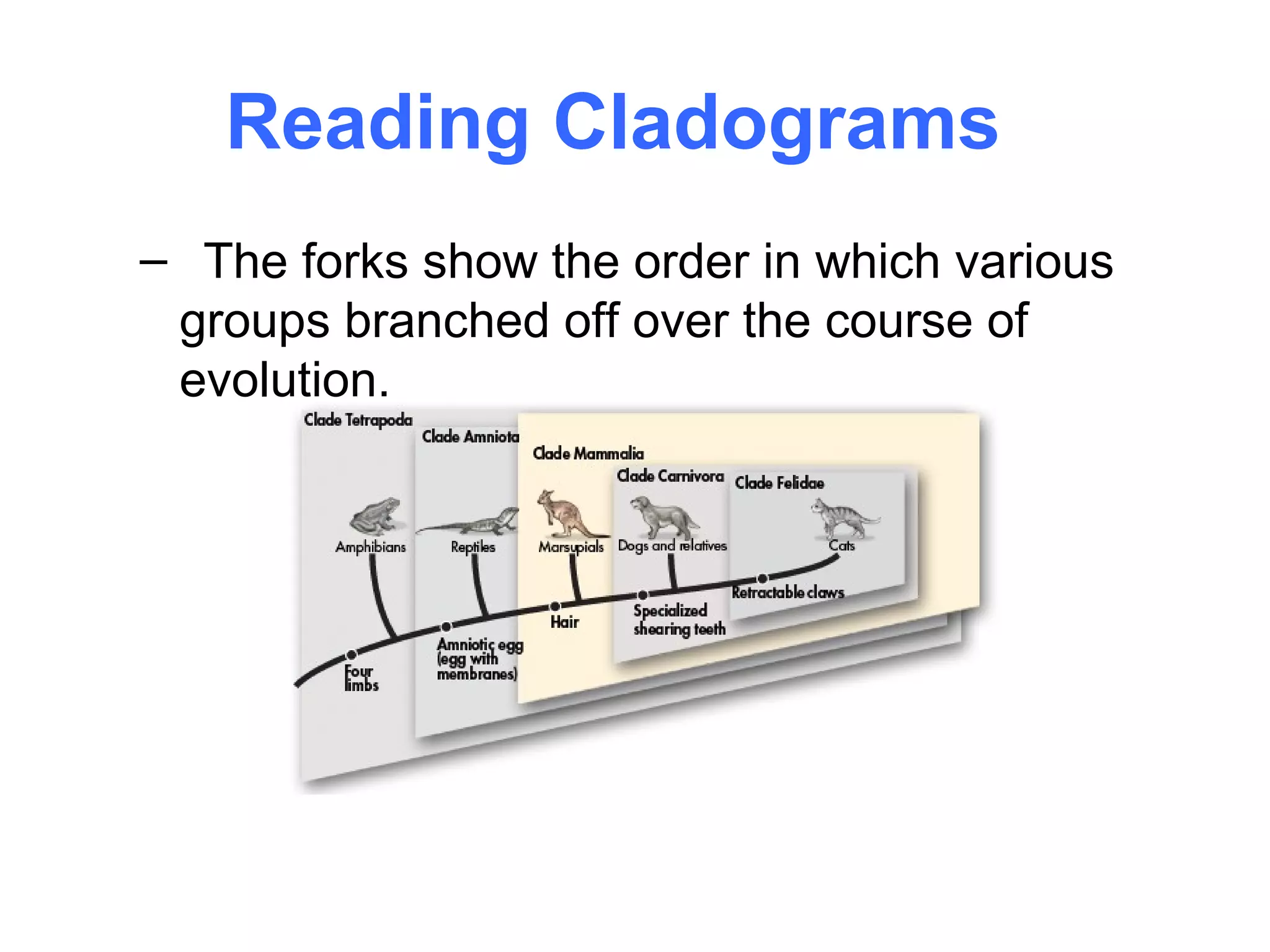 Reading Cladograms
– The forks show the order in which various
 groups branched off over the course of
 evolution.
 