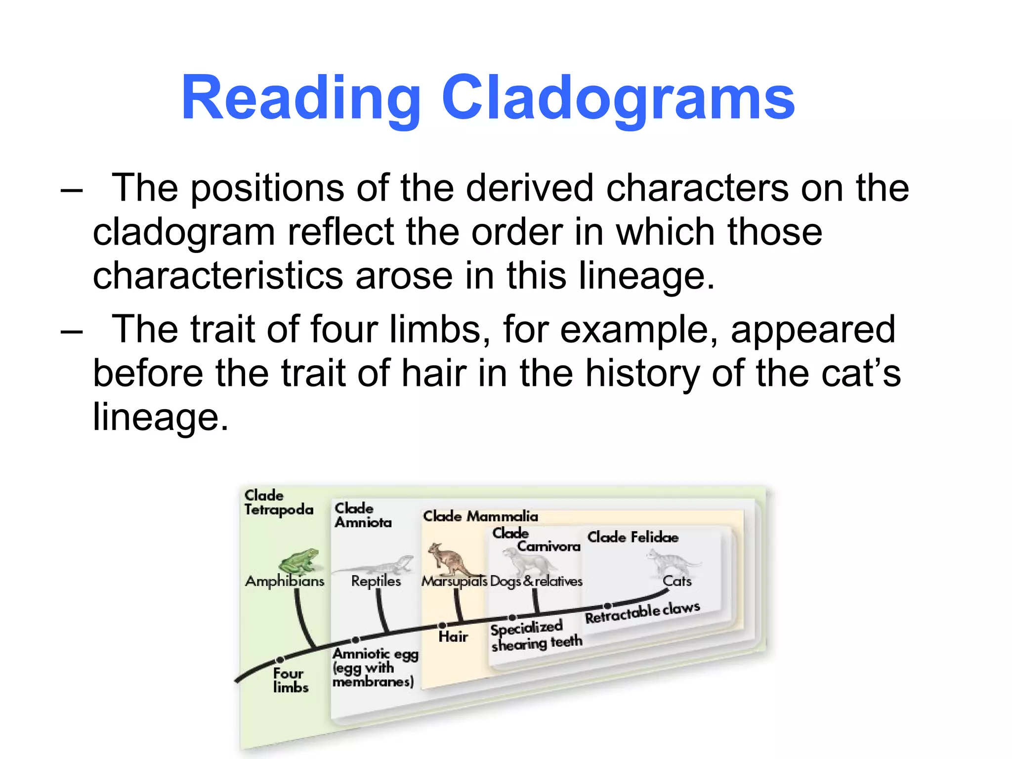 Reading Cladograms
– The positions of the derived characters on the
 cladogram reflect the order in which those
 characteristics arose in this lineage.
– The trait of four limbs, for example, appeared
 before the trait of hair in the history of the cat’s
 lineage.
 