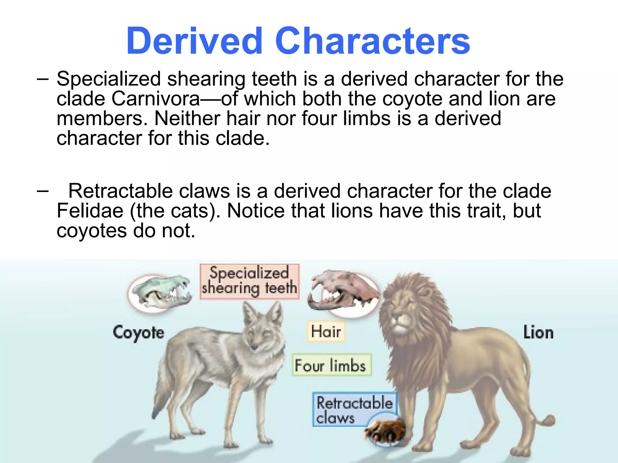 Derived Characters
– Specialized shearing teeth is a derived character for the
  clade Carnivora—of which both the coyote and lion are
  members. Neither hair nor four limbs is a derived
  character for this clade.

– Retractable claws is a derived character for the clade
 Felidae (the cats). Notice that lions have this trait, but
 coyotes do not.
 