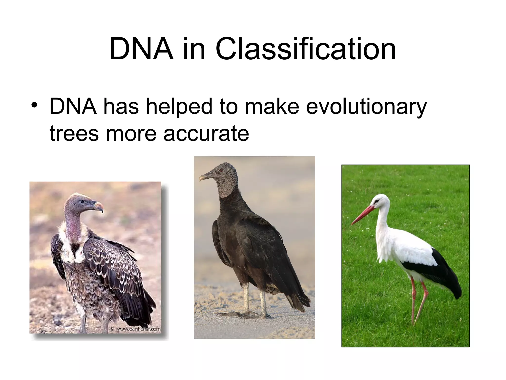 DNA in Classification
• DNA has helped to make evolutionary
  trees more accurate
 
