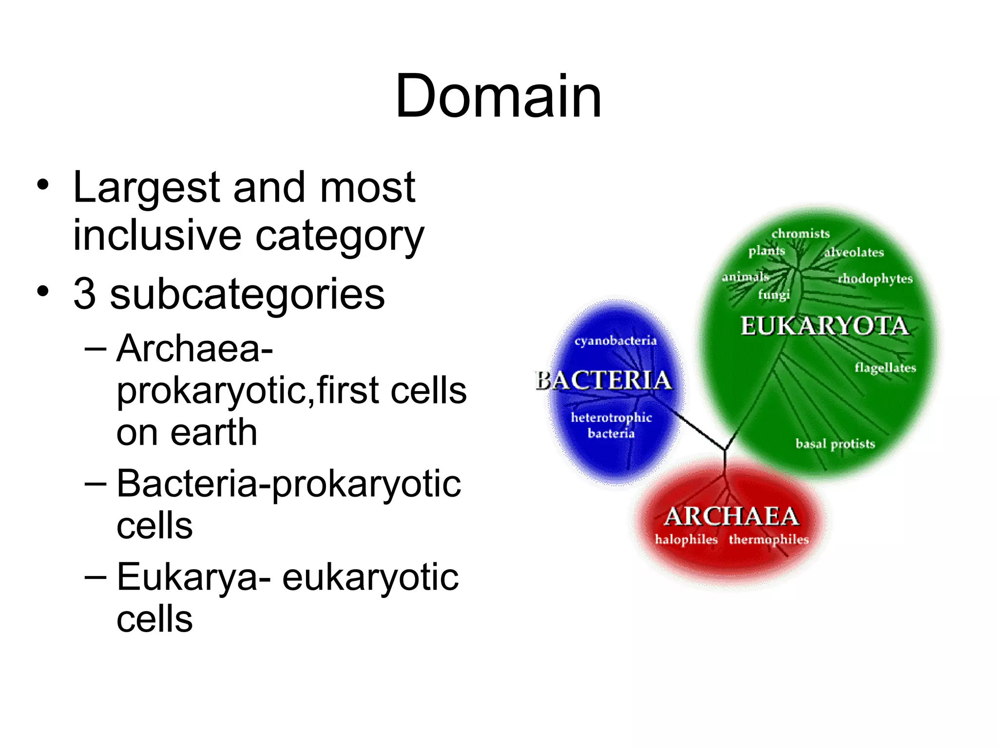 Domain
• Largest and most
  inclusive category
• 3 subcategories
  – Archaea-
    prokaryotic,first cells
    on earth
  – Bacteria-prokaryotic
    cells
  – Eukarya- eukaryotic
    cells
 