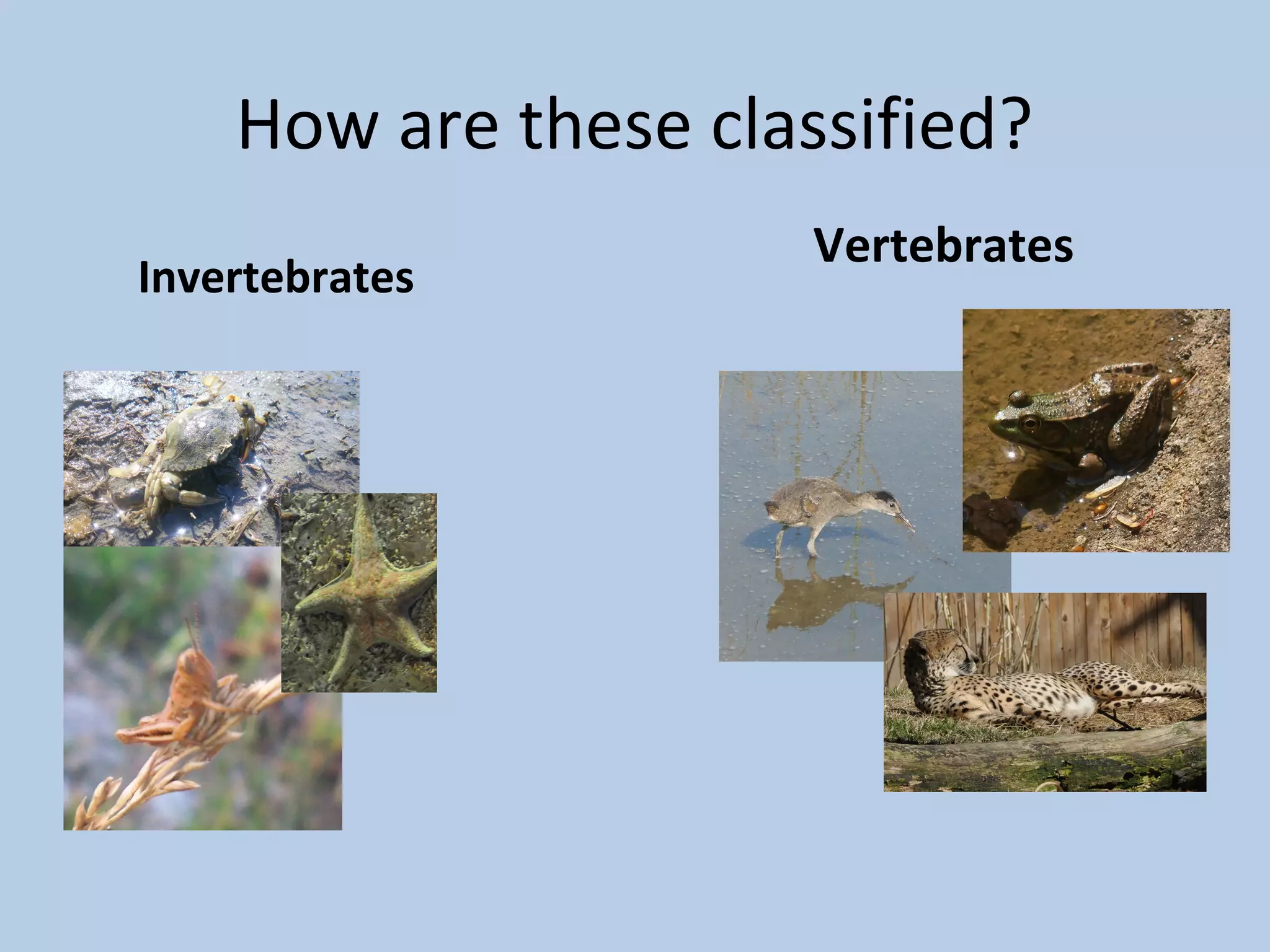 Classification | PPT