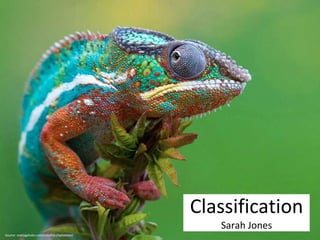 Source: onebigphoto.com/colorful-chameleon/ 
Classification 
Sarah Jones 
 