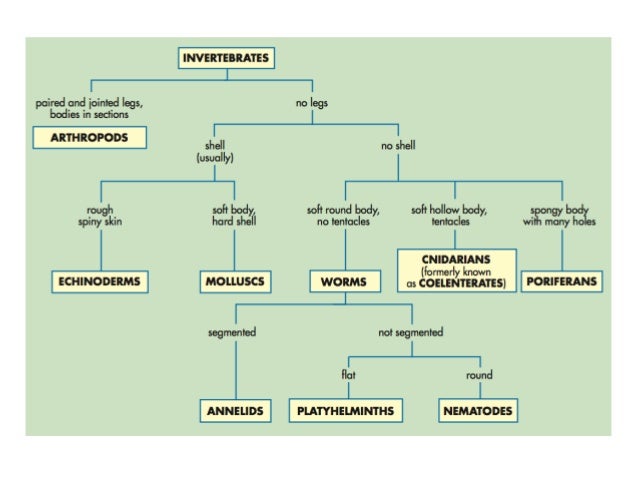 differences between ectothermic and endothermic animals The internal body temperatures of both ectotherms and endotherms depend simply on the difference between heat • endothermic animals rely on high levels of aerobic. differences between ectothermic and endothermic animals The internal body temperatures of both ectotherms and endotherms depend simply on the difference between heat • endothermic animals rely on high levels of aerobic.