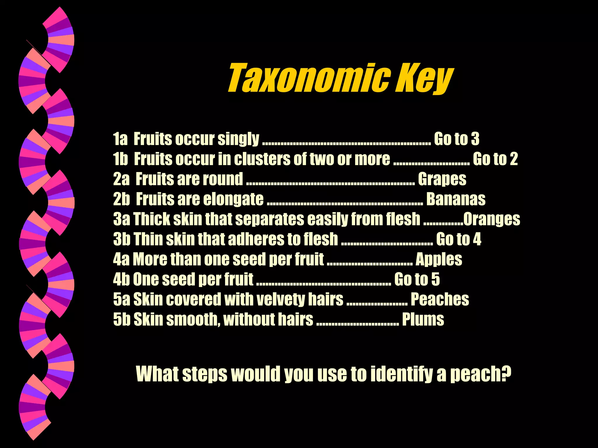 Taxonomic Key
1a Fruits occur singly ....................................................... Go to 3
1b Fruits occur in clusters of two or more ......................... Go to 2
2a Fruits are round ....................................................... Grapes
2b Fruits are elongate ................................................... Bananas
3a Thick skin that separates easily from flesh .............Oranges
3b Thin skin that adheres to flesh .............................. Go to 4
4a More than one seed per fruit ............................ Apples
4b One seed per fruit ............................................ Go to 5
5a Skin covered with velvety hairs .................... Peaches
5b Skin smooth, without hairs ........................... Plums

What steps would you use to identify a peach?

 