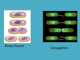 Conjugation
Binary fission
 