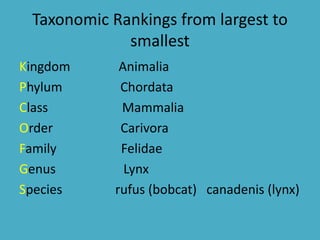 Taxonomic Rankings from largest to
smallest
Kingdom Animalia
Phylum Chordata
Class Mammalia
Order Carivora
Family Felidae
Genus Lynx
Species rufus (bobcat) canadenis (lynx)
 