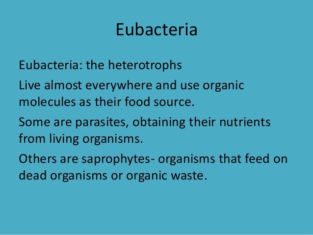 Do Archaebacteria Get Food From The Sun Do Archaebacteria Get Food From The Sun