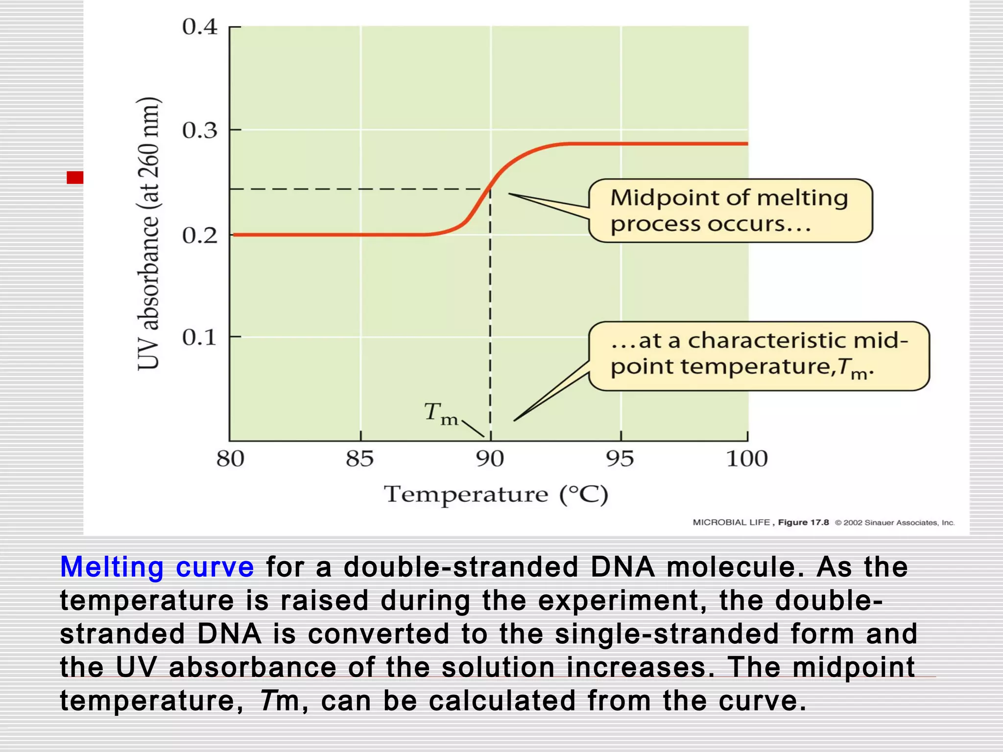 Melting curve for a double-stranded DNA molecule. As the
temperature is raised during the experiment, the double-
stranded DNA is converted to the single-stranded form and
the UV absorbance of the solution increases. The midpoint
temperature, Tm, can be calculated from the curve.
 