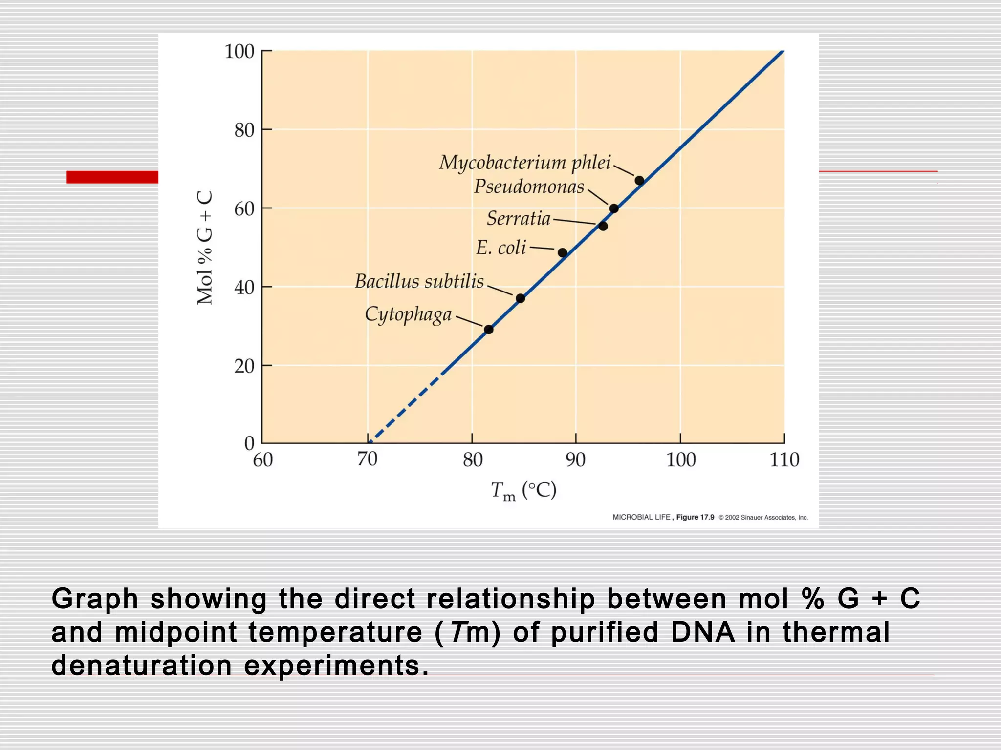 Graph showing the direct relationship between mol % G + C
and midpoint temperature (Tm) of purified DNA in thermal
denaturation experiments.
 