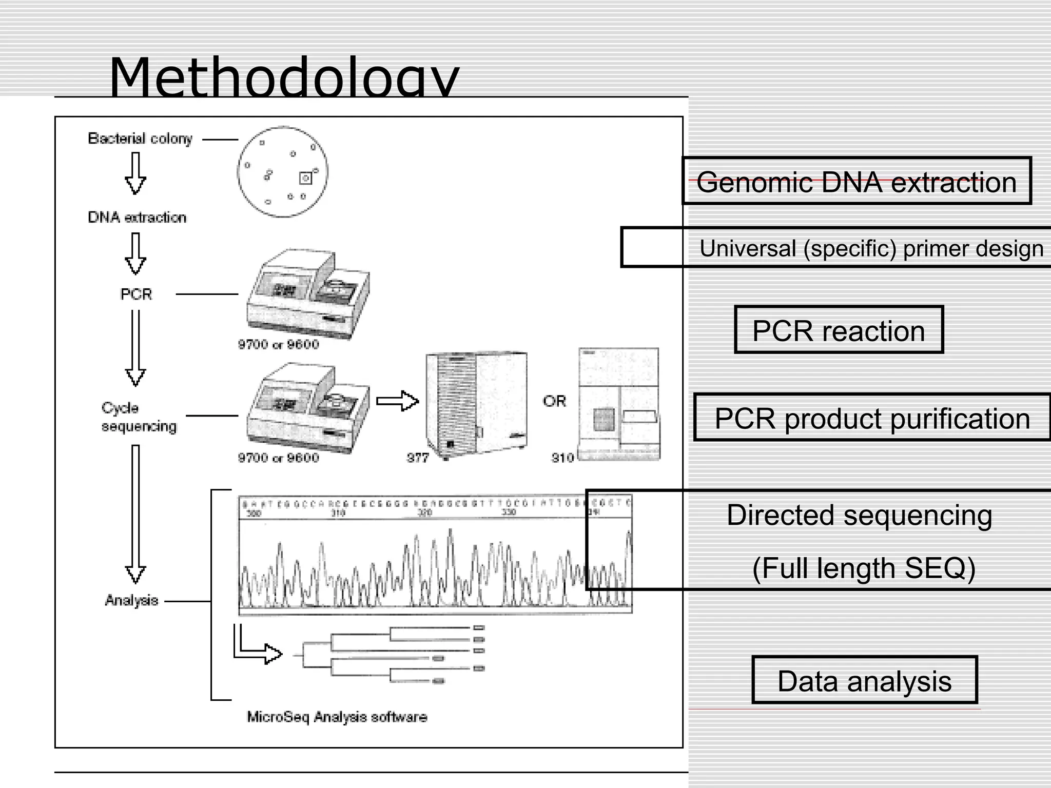 Methodology
Genomic DNA extraction
Universal (specific) primer design
PCR reaction
PCR product purification
Directed sequencing
(Full length SEQ)
Data analysis
 