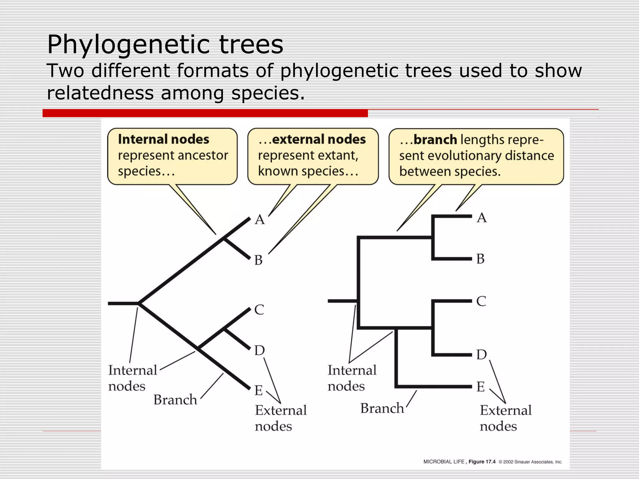 Phylogenetic trees
Two different formats of phylogenetic trees used to show
relatedness among species.
 