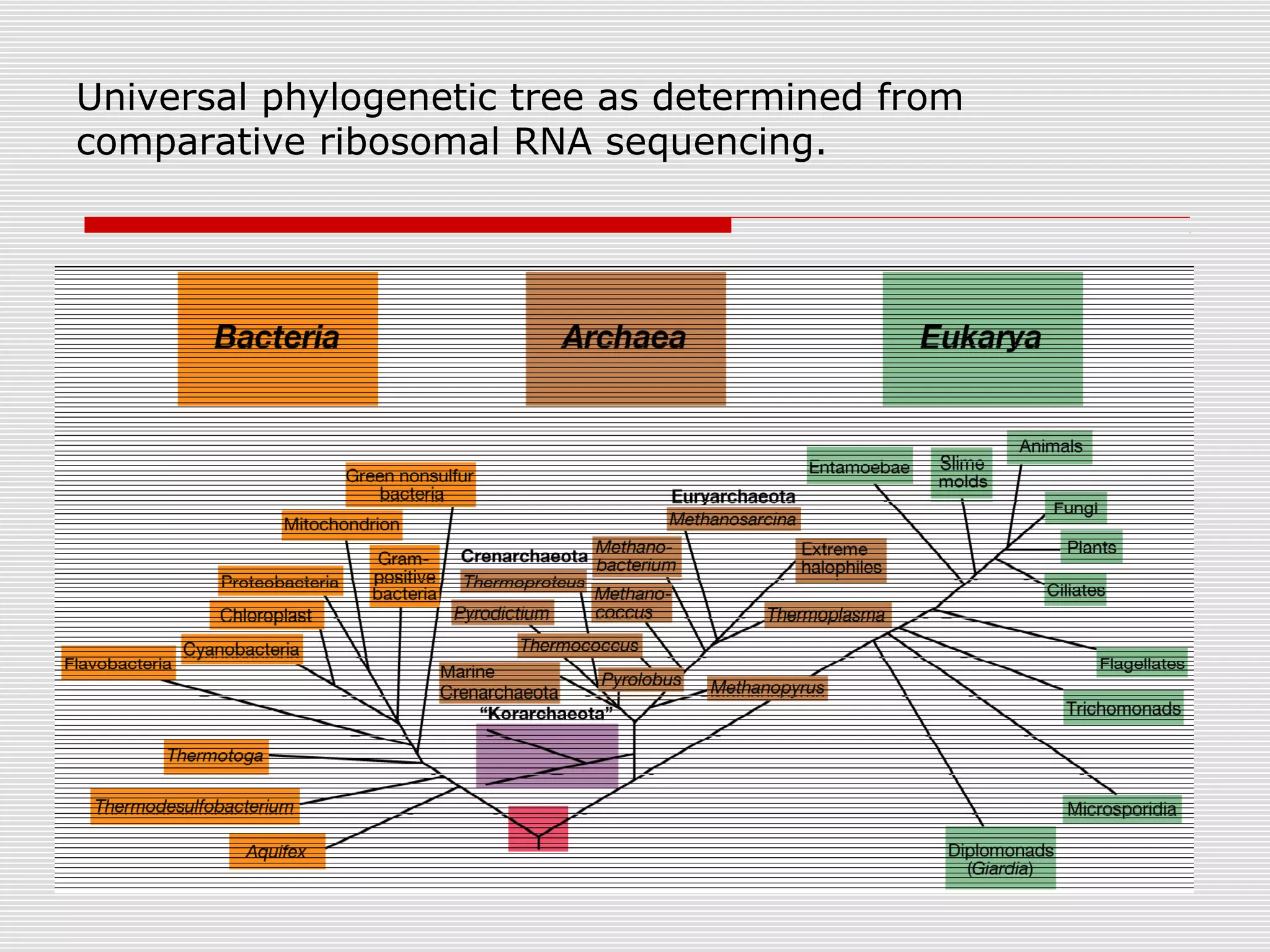 Universal phylogenetic tree as determined from
comparative ribosomal RNA sequencing.
 