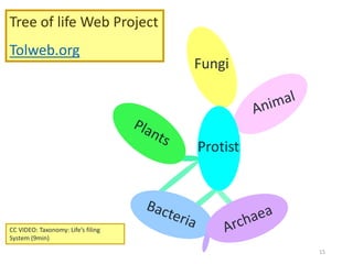 15
Bacteria- ancient group of prokaryotic
organisms that are still present today
 