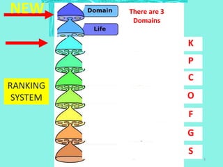 NEW There are 3
Domains
K
C
O
F
S
G
P
RANKING
SYSTEM
3
 