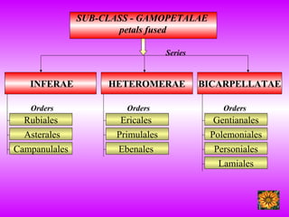 SUB-CLASS - GAMOPETALAE
petals fused
INFERAE HETEROMERAE BICARPELLATAE
Rubiales
Asterales
Campanulales
Ericales
Primulales
Ebenales
Gentianales
Polemoniales
Personiales
Lamiales
Orders Orders Orders
Series
 