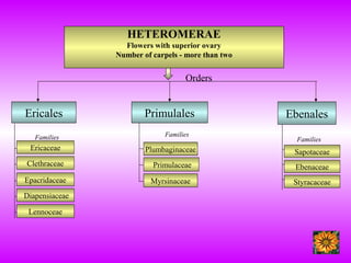 HETEROMERAE
Flowers with superior ovary
Number of carpels - more than two
Ebenales
Families
Sapotaceae
Ebenaceae
Styracaceae
Primulales
Families
Plumbaginaceae
Primulaceae
Myrsinaceae
Ericales
Families
Ericaceae
Clethraceae
Epacridaceae
Diapensiaceae
Lennoceae
Orders
 