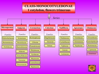 Classification PPT